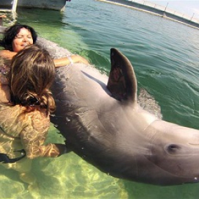 Espéctáculo y Baño con Delfines
