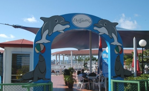 Baño con delfines3