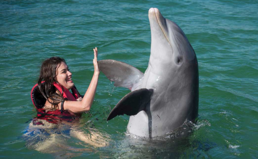 delfines