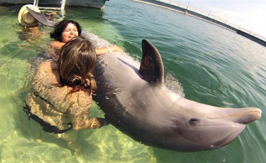 delfines