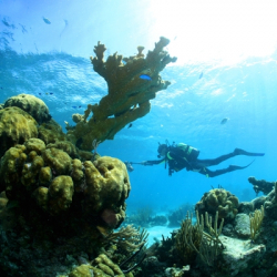 Buceo desde la orilla en Marina Hemingway